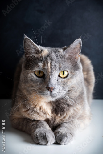 Portrait of a beautiful gray cat with yellow eyes on a dark background