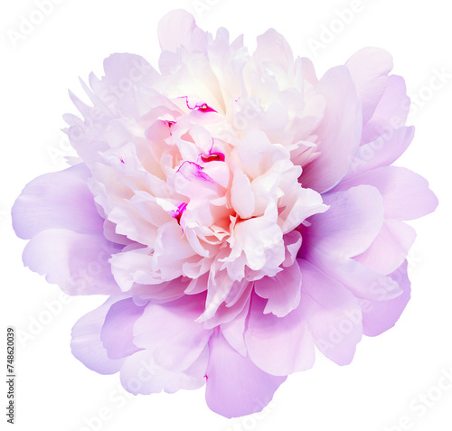 Peony flower  on  isolated background. Closeup. For design. Nature.