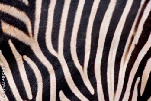zebra background. black white stripes zebra close up  animal concept