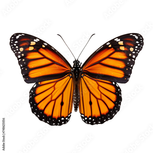Monarch Butterfly on a transparent background