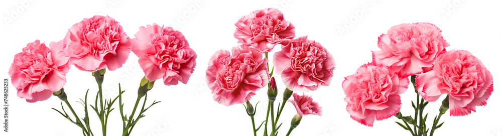 Set of delicate pink carnations in full bloom, cut out