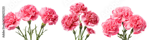 Set of delicate pink carnations in full bloom, cut out