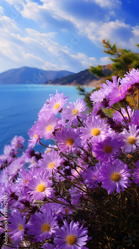 A Visual Symphony of Nature: A Mesmerizing Field of Vibrant Aster Flowers Dancing under the Azure Sky