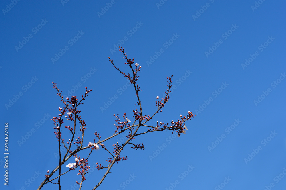 Black Cherry Plum branch with buds Black Cherry Plum branch with buds