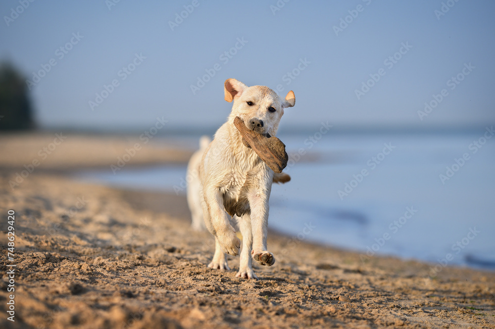 happy labrador puppy running with a stick on the beach