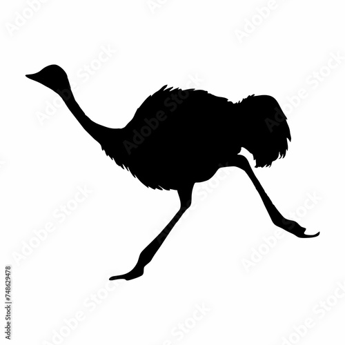 silhouette of a standing ostrich photo