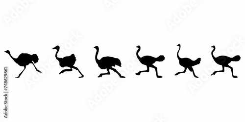 silhouette of a standing ostrich