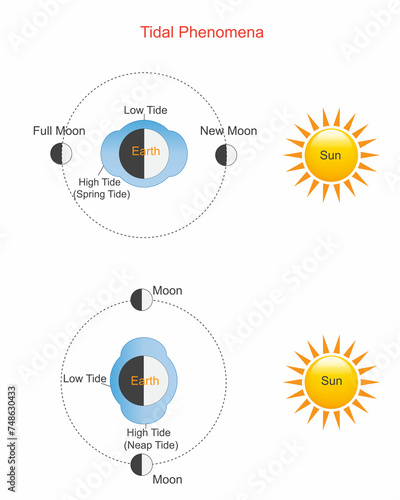 Tidal phenomena. Gravitational forces between Earth, Moon, and Sun causing cyclic rise and fall of ocean levels.Low tide and high tide. vector illustration. photo