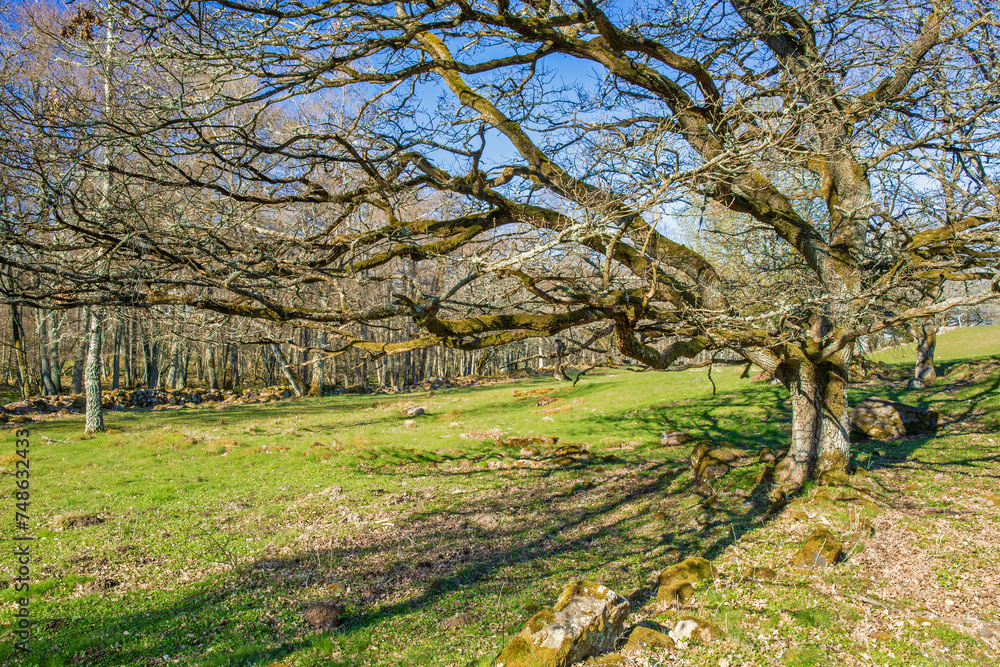 Old Oak tree on a green meadow in early spring