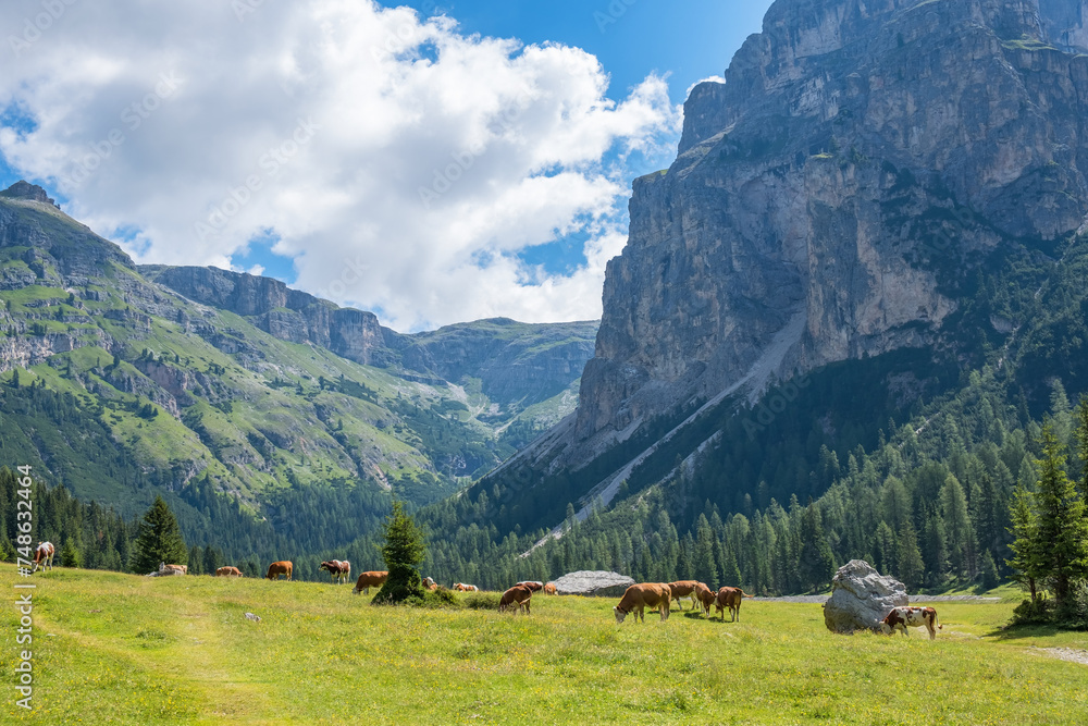 Meadow in the Alps with grazing cows in the valley