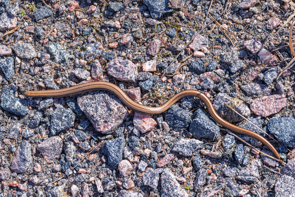 Wild Slow worm crawling in the gravel ground Wild Slow worm crawling in the gravel ground