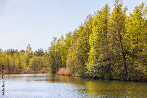 Lake with budding trees by a lake at springtime