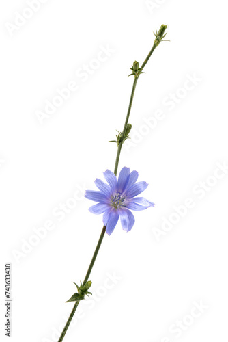 Cichorium intybus - common chicory flowers isolated on white background. Flowers of chicory for package design.