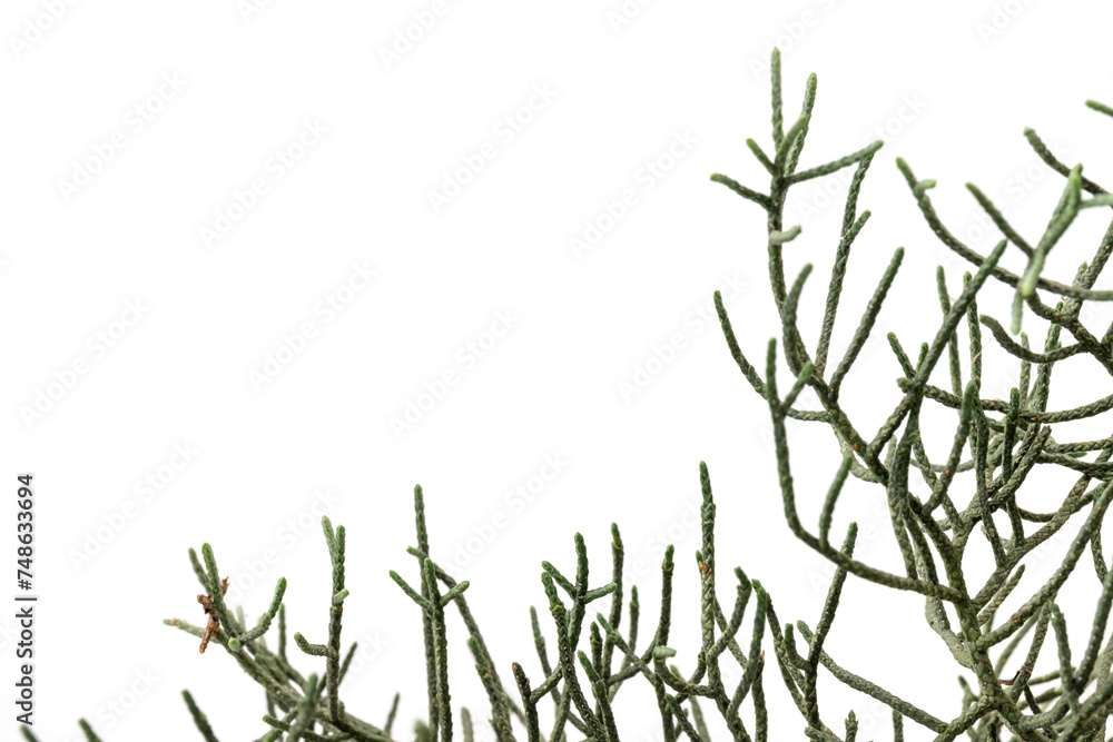 Branch of green thuja on a white background Branch of green thuja on a white background