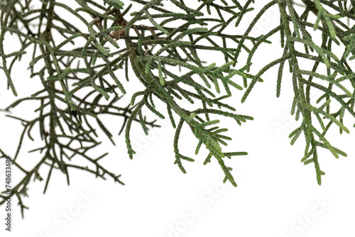 Branch of green thuja on a white background