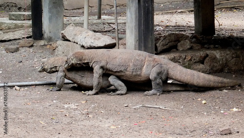 Two Komodo Dragon mating on top of each other at the kitchen area in komodo island national park indonesia asia