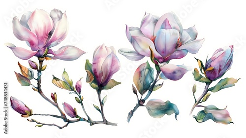 Magnolia flower arrangement watercolor painted illustration set. Hand drawn lush spring bud and blossom in the full bloom. Magnolia paint charming lush flowers isolated on white. Generative Ai photo