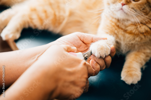 Expert nail trimming for cats by a skilled woman, ensuring the Scottish Fold cat's claws are well-maintained. A close-up view captures the careful approach to pet care, with an emphasis on hygiene.