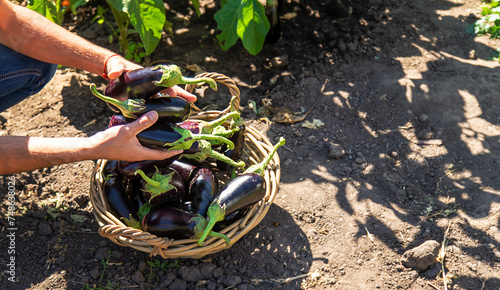 A man farmer harvests eggplants. Selective focus.