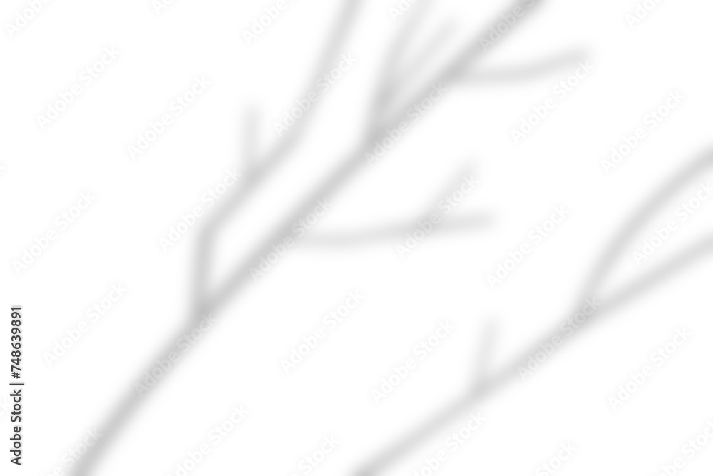 Gray shadow of a tree on a white wall. Blurred background. Shadow overlay effect for photo.