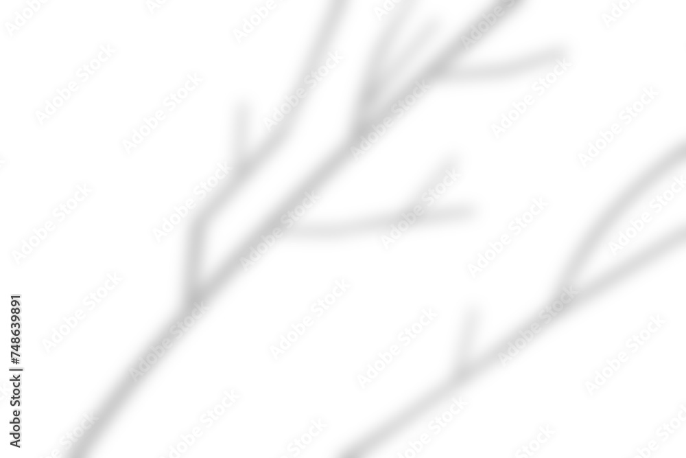 Gray shadow of a tree on a white wall. Blurred background. Shadow overlay effect for photo. Gray shadow of a tree on a white wall. Blurred background. Shadow overlay effect for photo.