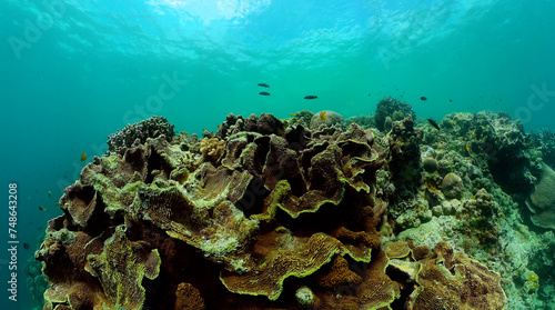 Underwater life landscape with colorful fish and coral reef. Marine sanctuary  protected area.