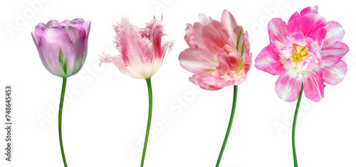 Set  flowers tulips  on  isolated background.   For design. Closeup.  Transparent background.    Nature.