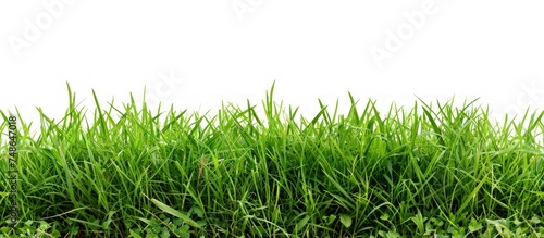 Fresh green grass or lawn isolated on white background. Generated AI image