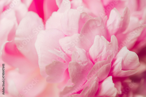 pink peony flower, natural flowery background, blur macro petals pastel color, soft focus, close up © Olena Svechkova