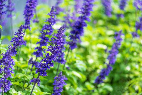 Vászonkép Vibrant purple salvia mystic spires blue field in sunlight