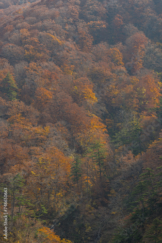 日本 青森県青森市の十和田八幡平国立公園内にある城ヶ倉大橋から見える城ヶ倉渓流の紅葉