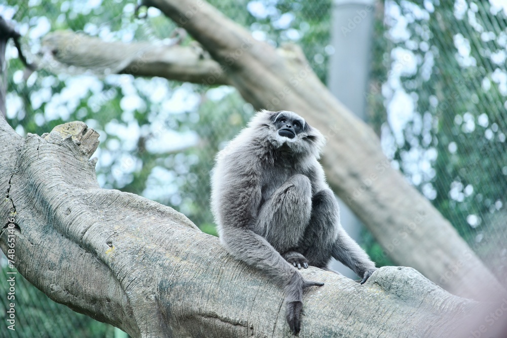 Obraz premium Monkey on trees