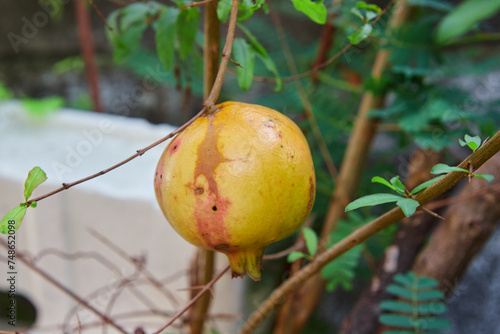 Close-up of Pomegranate hanging on tree