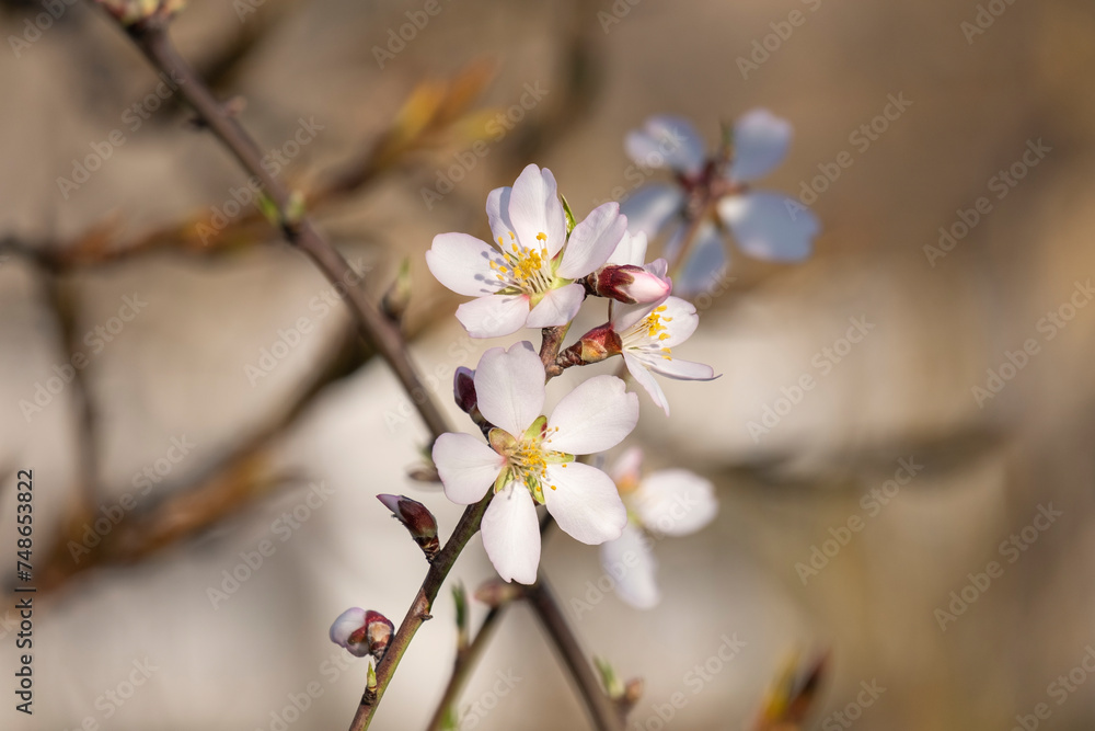 Prunus dulcis. Almond flowers. Flowering almond tree in the garden. Blooming pink flowers on the branches