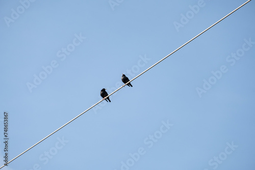Two black Starling sitting on the wires in the spring on blue sky background