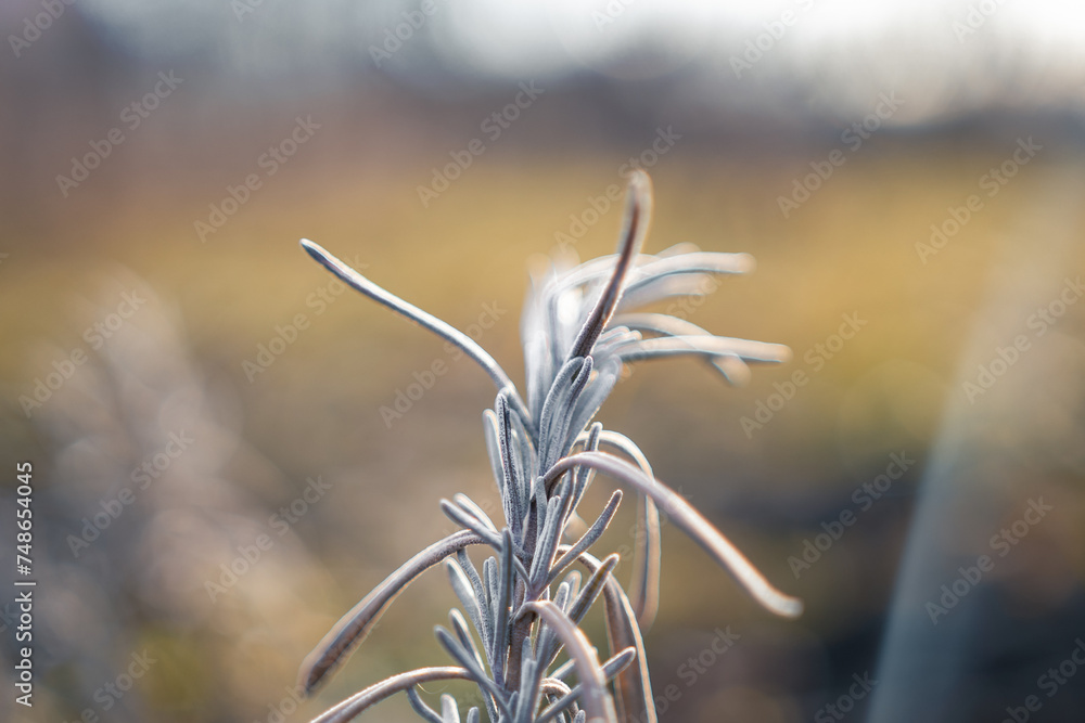 In the heart of February, artemisia stands resilient, its winter demeanor revealing nature's enduring grace and seasonal tranquility In the heart of February, artemisia stands resilient, its winter demeanor revealing nature's enduring grace and seasonal tranquility