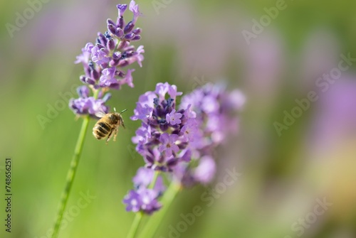 .lavender blooming in a garden with an honey bee flying next to flower..