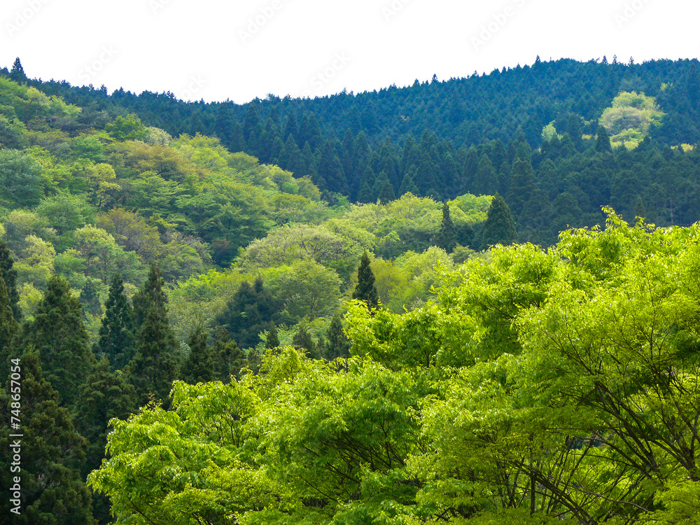 Obraz premium 新緑の山の風景