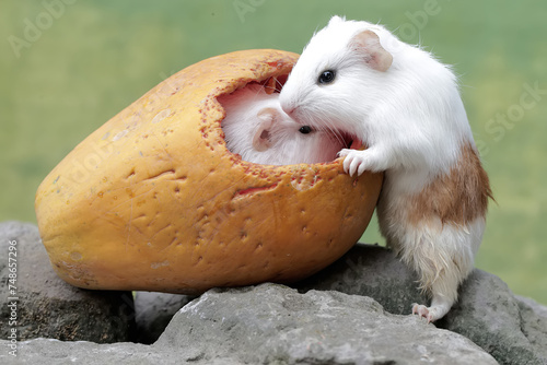 Two baby guinea pigs are eating ripe papaya that fell to the ground. This rodent mammal has the scientific name Cavia porcellus. photo
