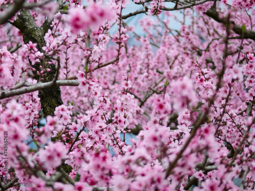 満開の桃の花