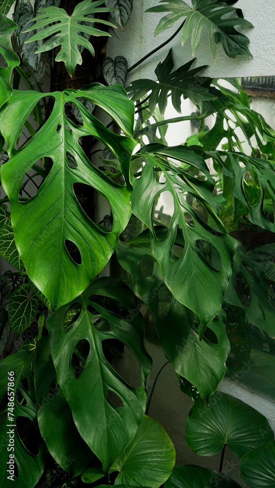 Monstera accacoyaguensis Monstera accacoyaguensis