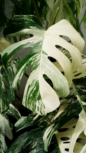 Fotografie Monstera borsigiana variegated albo