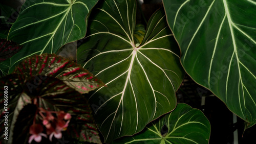 Philodendron gloriosum heart leaves, dark foliages, indoor plant natural garden