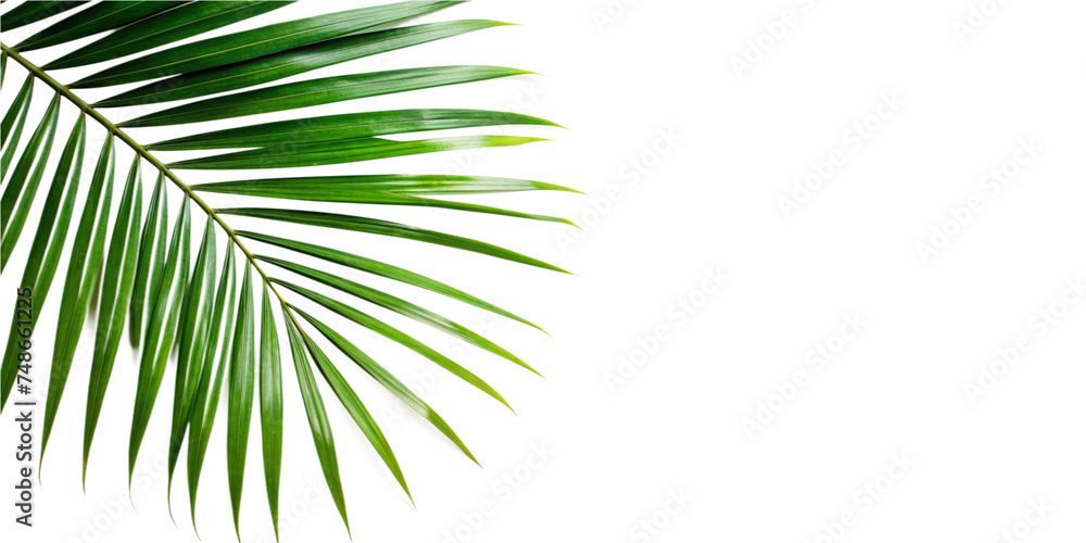 Fototapeta premium leaf on a transparent background