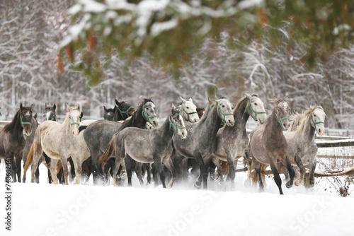 Herd of horses run across the field. A large herd of beautiful horses gallops across on pasture wintertime