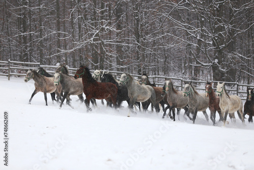 Herd of horses run across the field. A large herd of beautiful horses gallops across on pasture wintertime