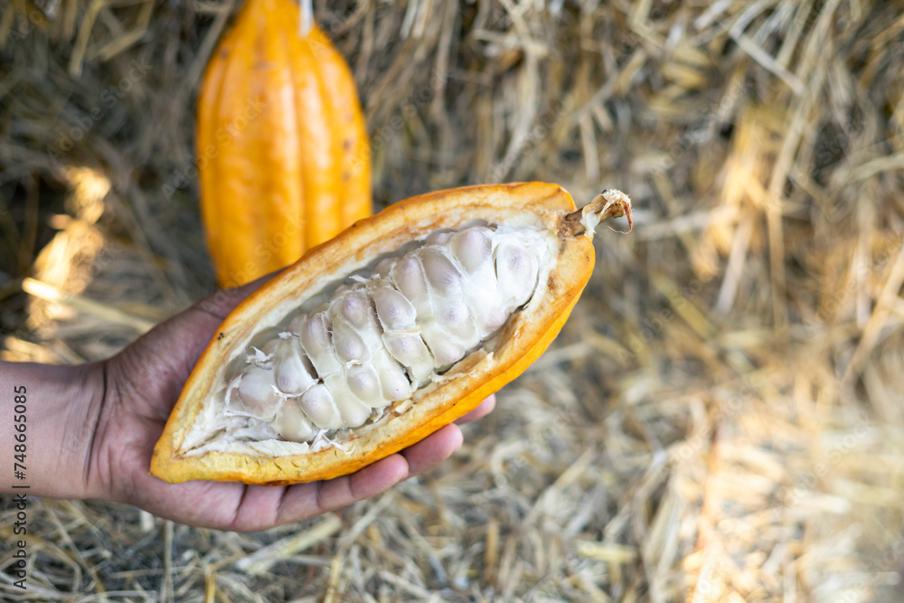 selective focus cocoa fruit pulp white large seed Sliced yellow cocoa, the flesh is seen in pulp on straw background in Thai agricultural fields. selective focus cocoa fruit pulp white large seed Sliced yellow cocoa, the flesh is seen in pulp on straw background in Thai agricultural fields.