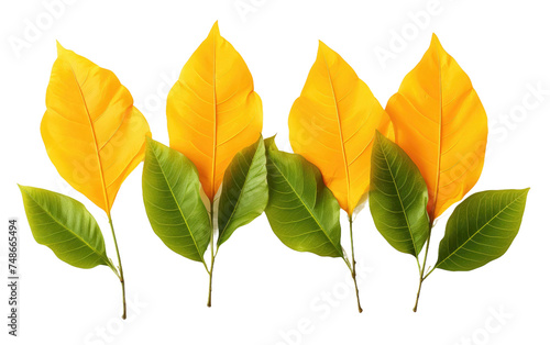 In this image, four yellow leaves are prominently featured with green leaves on them. The contrast between the vibrant yellow and green colors creates a visually striking composition.