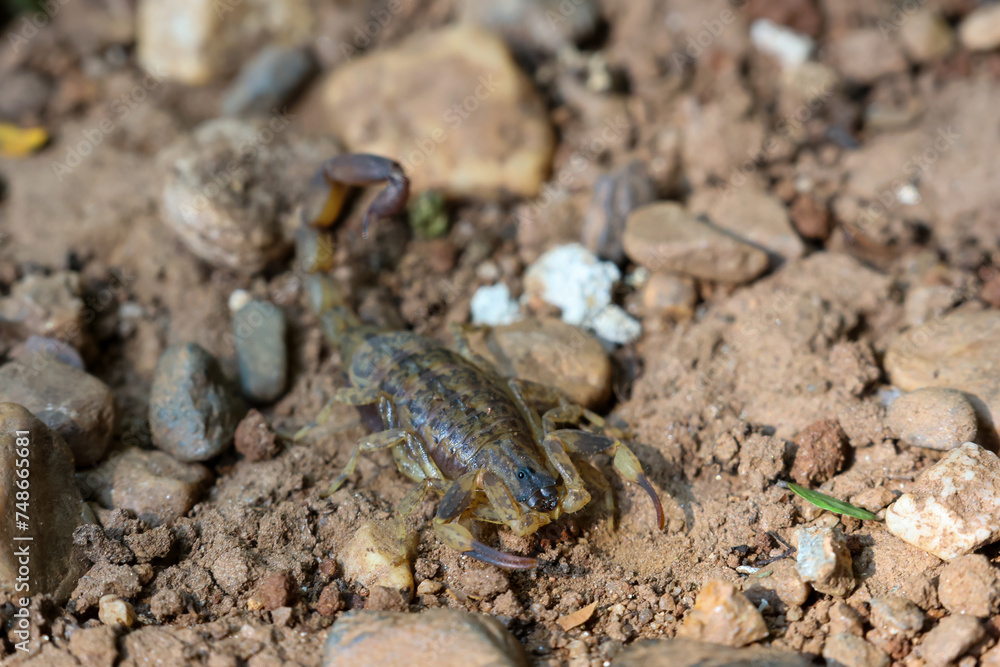 Close-up of Hottentotta tamulus, a small scorpion in Thailand. Small, fast But the venom is more powerful than a large scorpion. Likes to secretly hide in piles of clothes and under tree bark. Close-up of Hottentotta tamulus, a small scorpion in Thailand. Small, fast But the venom is more powerful than a large scorpion. Likes to secretly hide in piles of clothes and under tree bark.