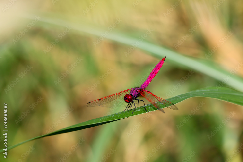 elective focus pink dragonfly sitting on the grass in the green background forest. Dragonfly with amazing colors Chomphu color is beautiful, strange and amazing, a small nature that is hard to find. elective focus pink dragonfly sitting on the grass in the green background forest. Dragonfly with amazing colors Chomphu color is beautiful, strange and amazing, a small nature that is hard to find.